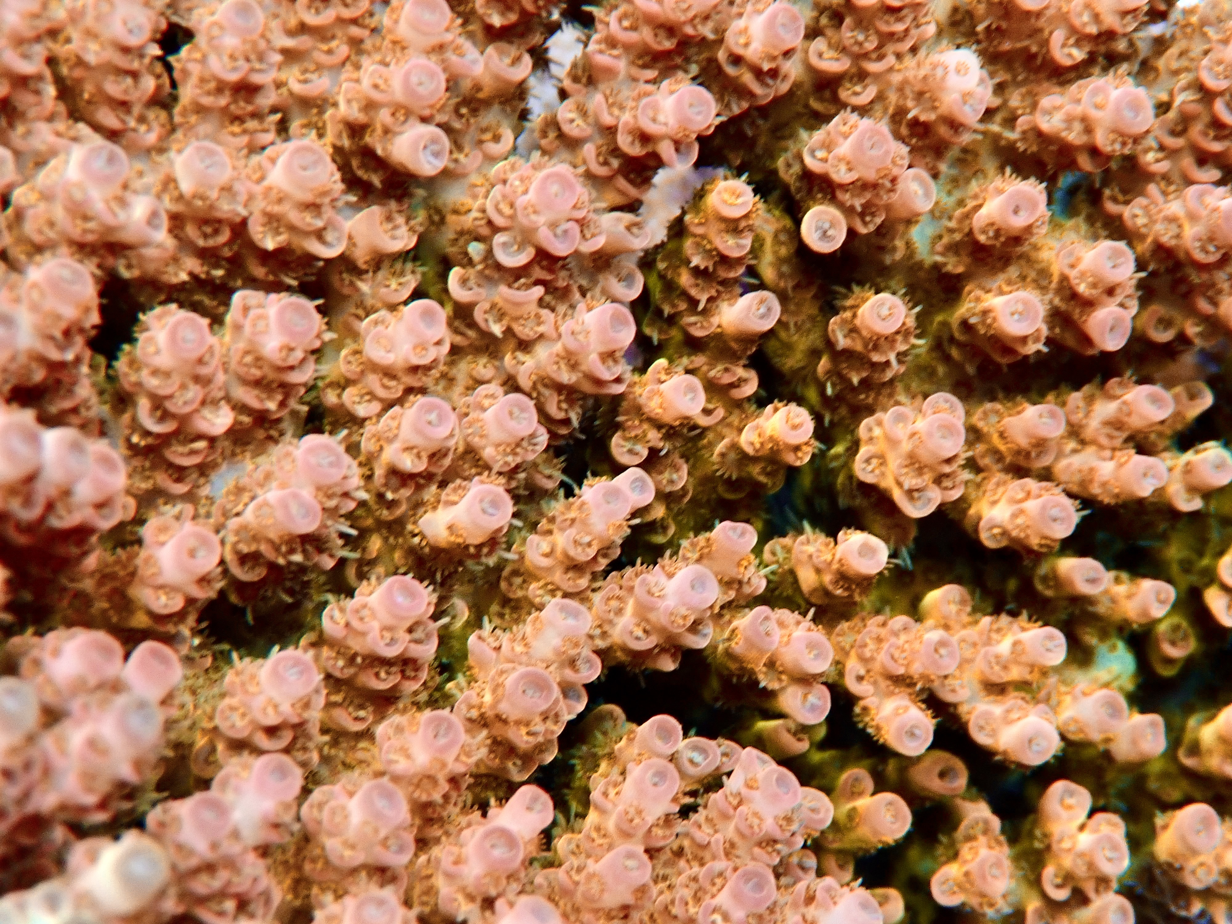Acropora spp. OOL Golden Amber