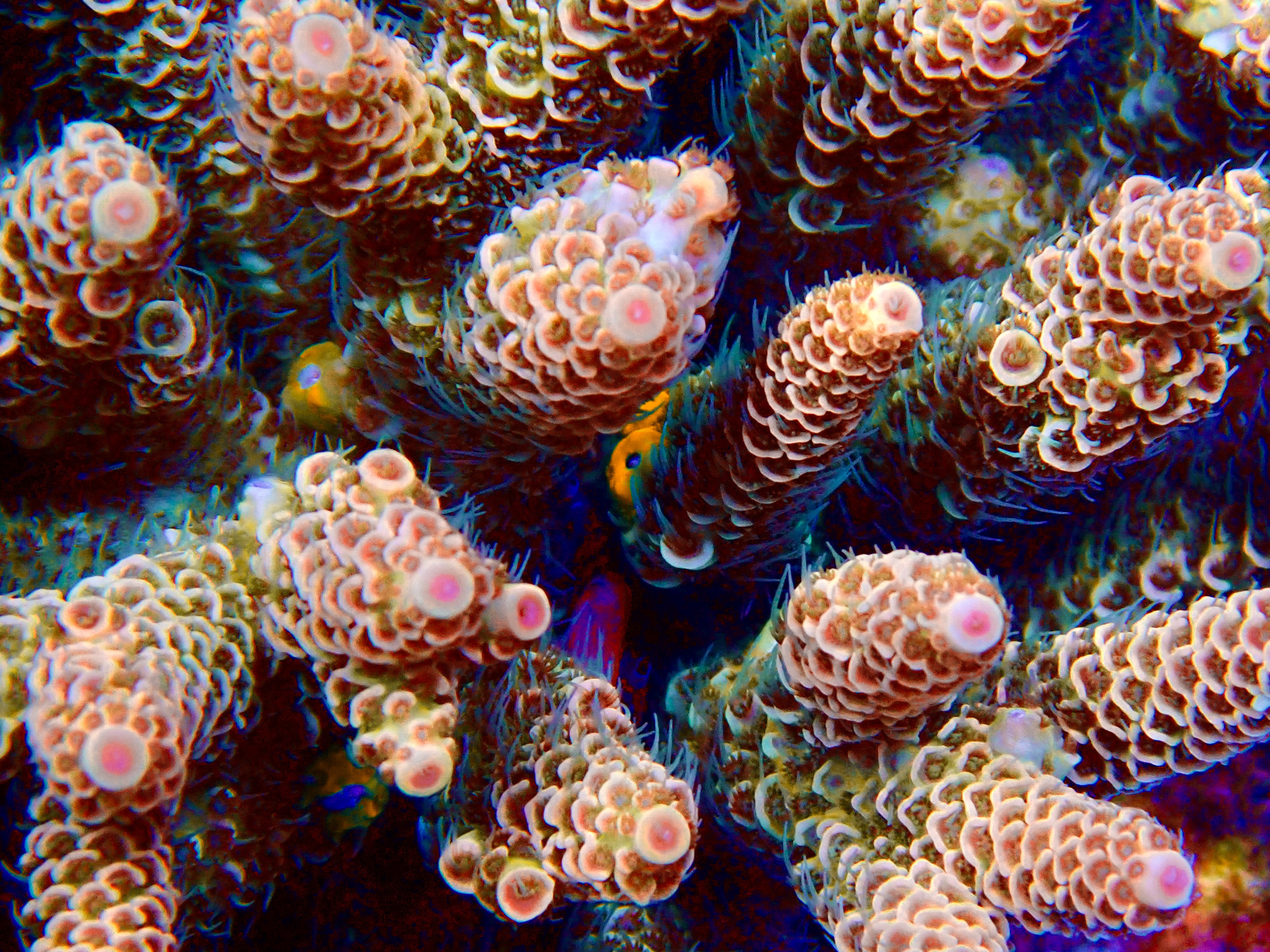 Acropora spp. OOL Tiger Spark