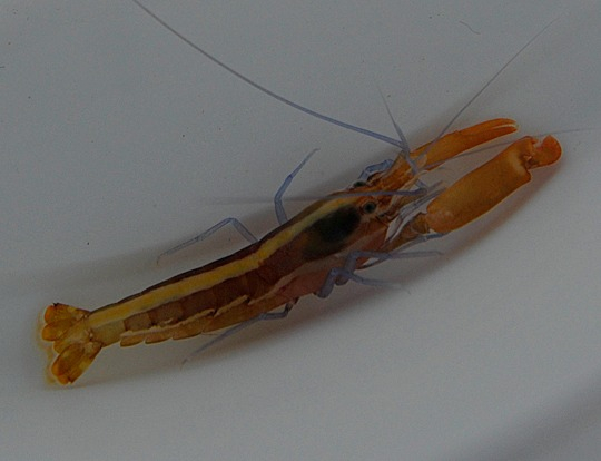 Alpheus Formosus (reef safe)