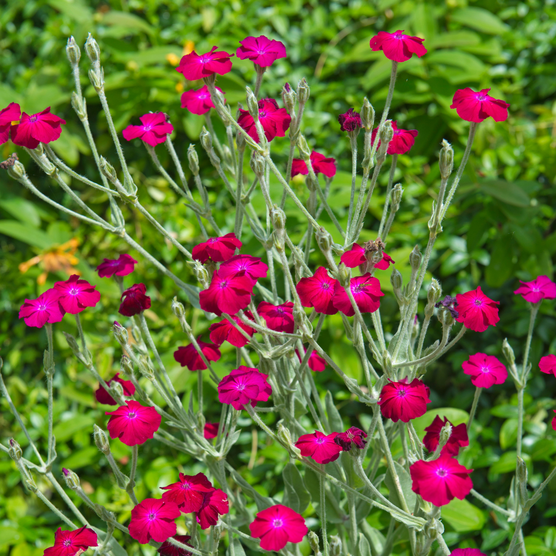 Purpurklätt - Atrosanguinea