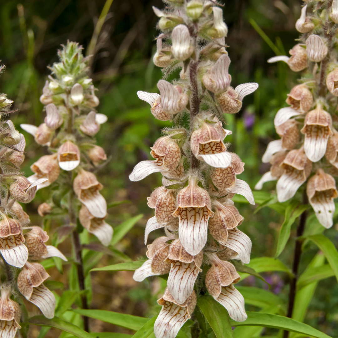 Grekisk Fingerborgsblomma - Cafe Creme