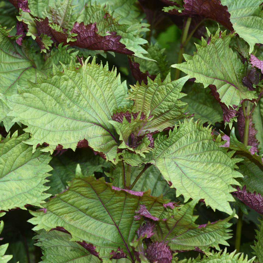 Indisk Bladmynta - Britton