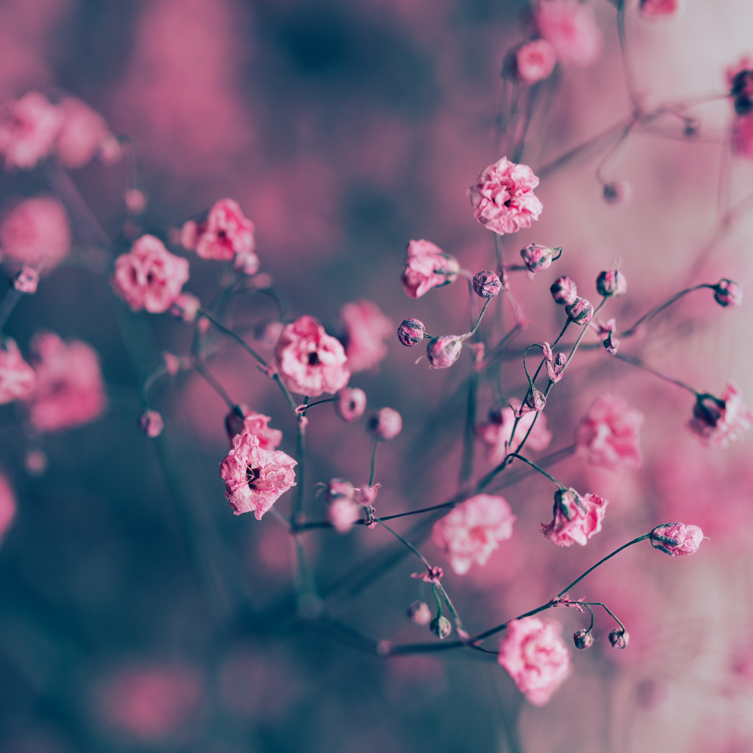 Sommarslöja - Crimson