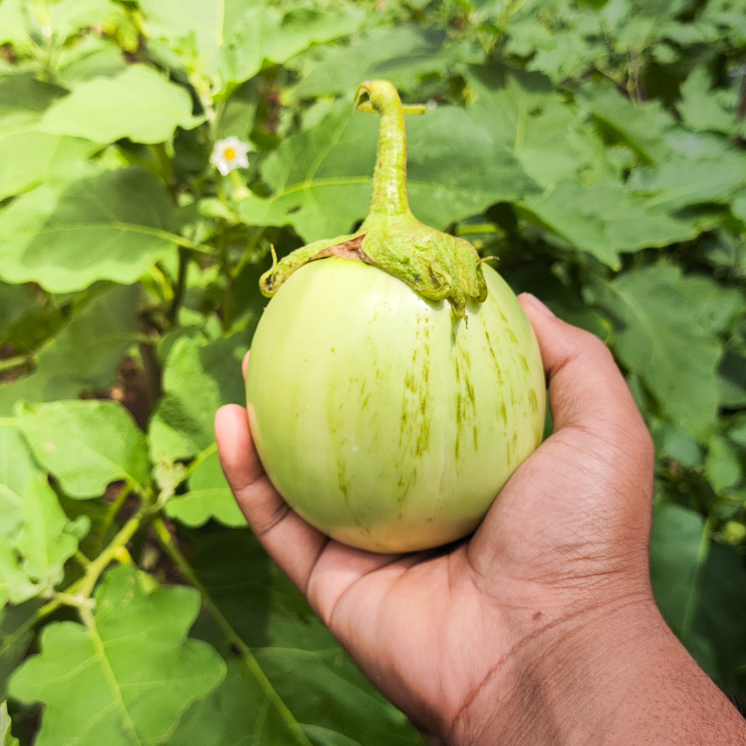 Ekologisk Aubergine - Applegreen