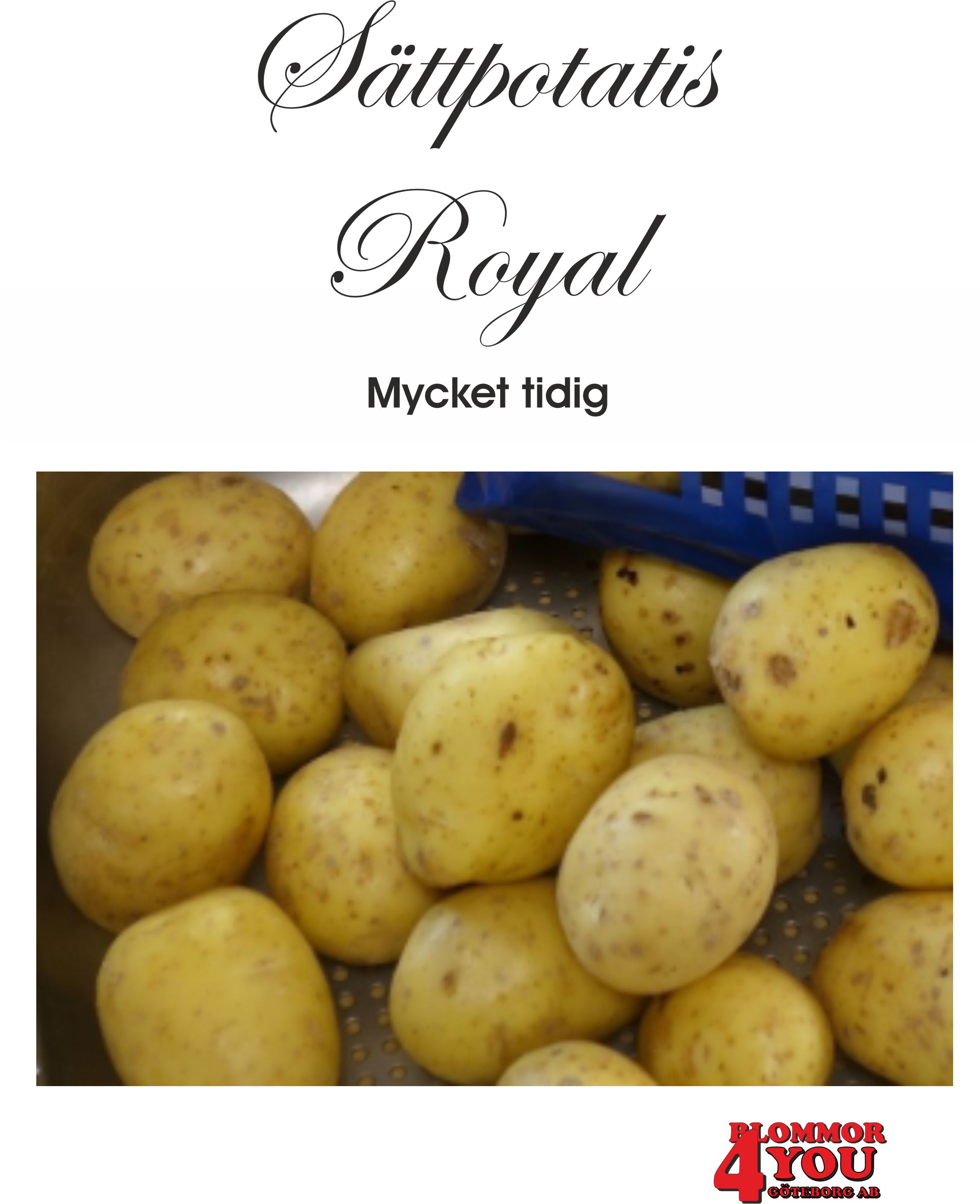 Sättpotatis Royal   1 Kilo