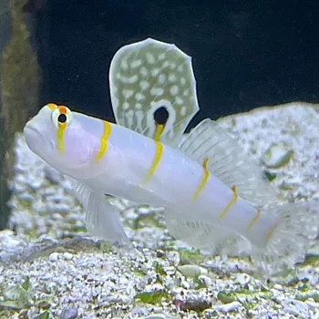 Amblyeleotris randalli (reef safe)