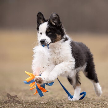 Bungee Sheepskin Chaser Tug S with Fleece Tails