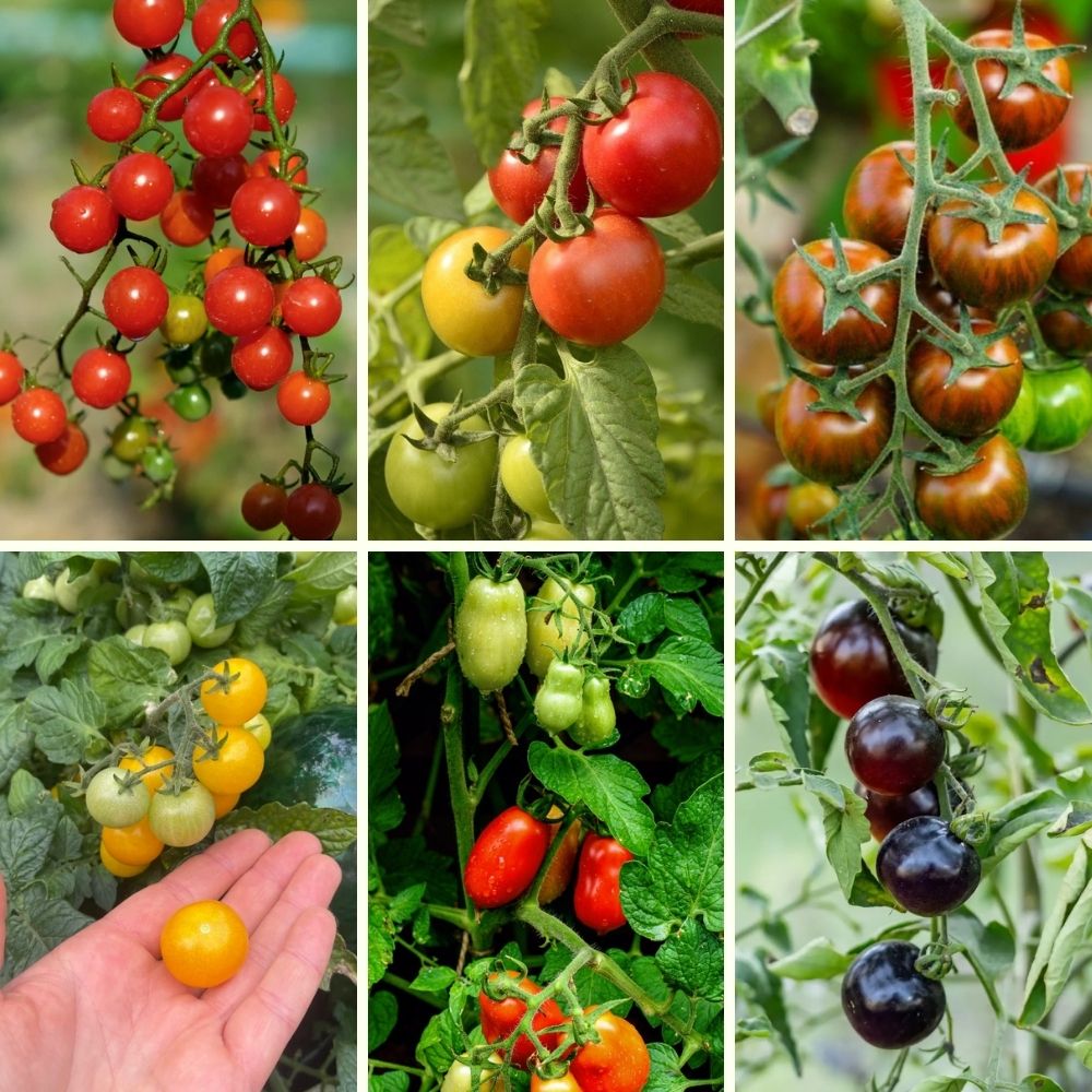 Fröpaket - Stora tomatpaketet