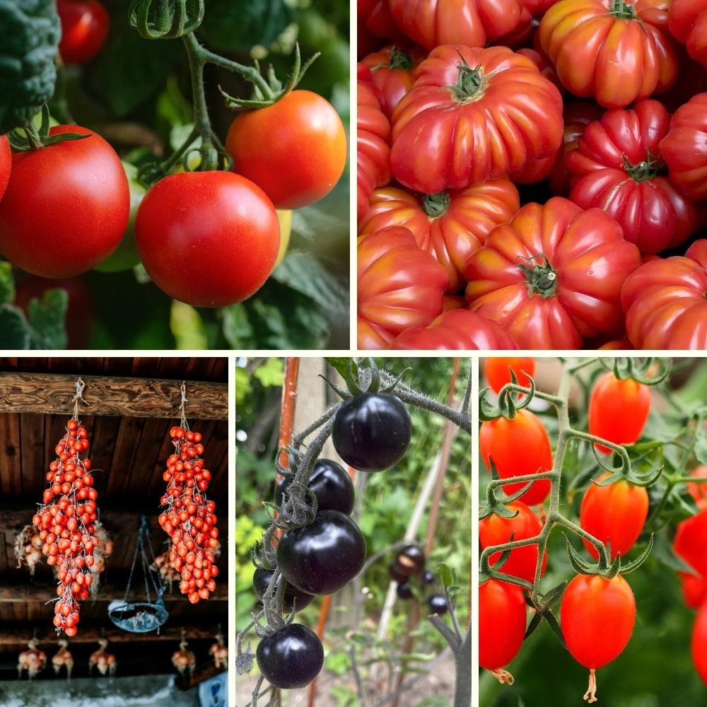 Fröpaket - Stora tomatpaketet