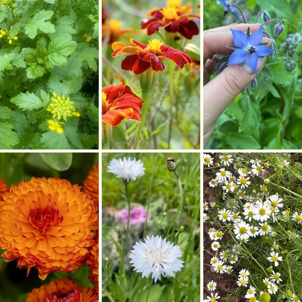 Fröpaket - Lättodlade pollinatörväxter