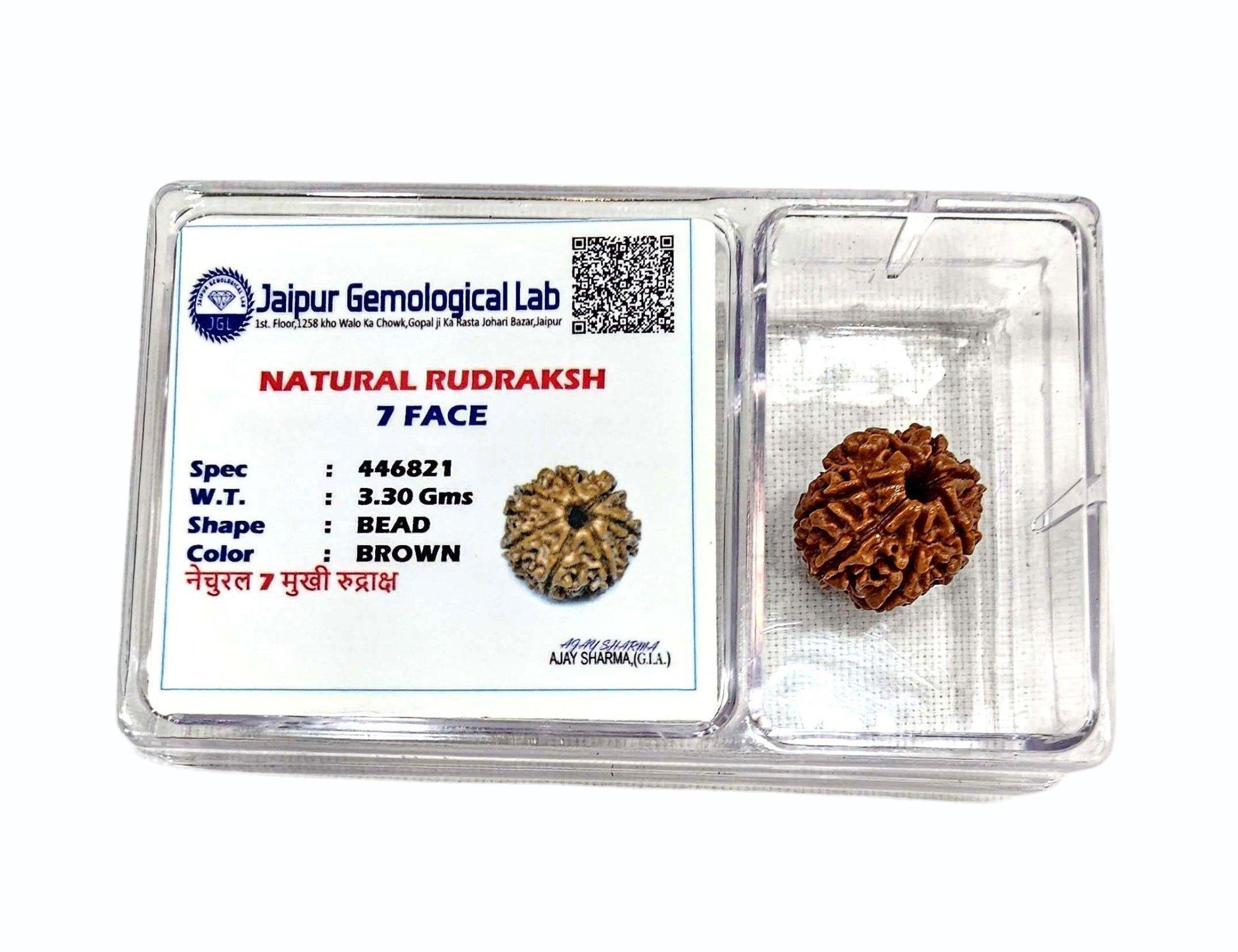 Single Rudraksh 7 Mukhi- Natural
