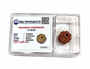 Enkelt Rudraksh 7 Mukhi- Natural