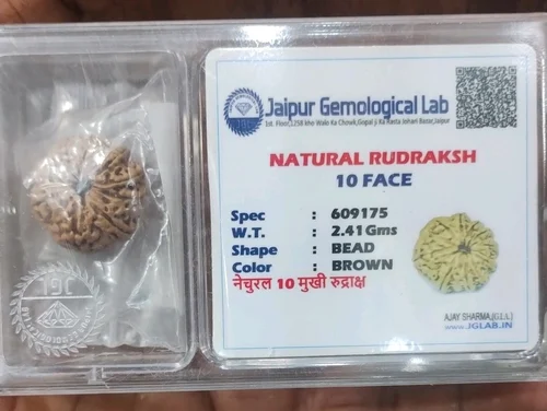 Single Rudraksh 10 Mukhi- Natural