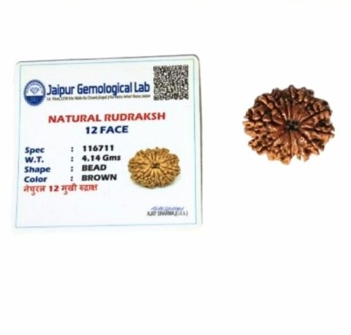Single Rudraksh 12 Mukhi- Natural
