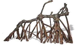 Tropical Mangrove root F
