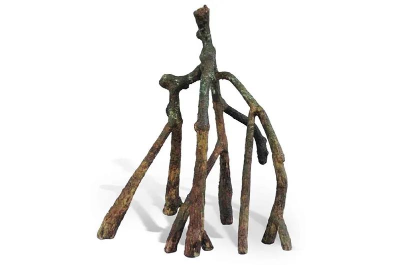 Tropical Mangrove root H