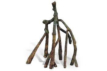 Tropical Mangrove root H