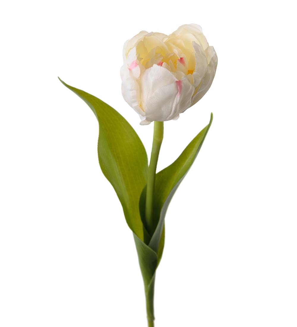 Tulpan vit snittblomma plast