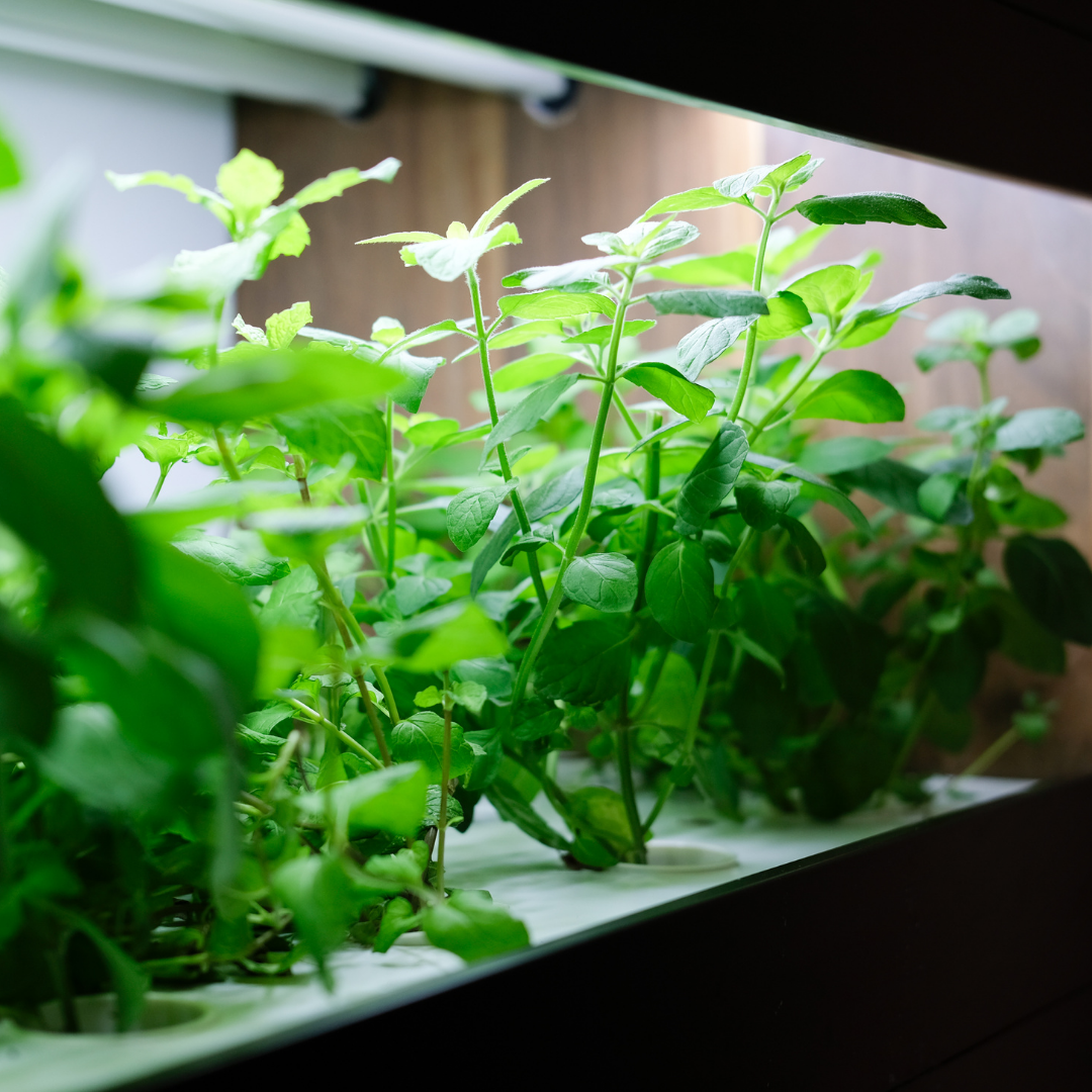 Hydroponisk odling – så kommer du igång hemma på bara några minuter