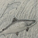 Staffan Johnson (Province Animals 1980s) White Wall Plaque with Salmon Motif 20 cm