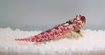 Synchiropus Moyeri  (reef safe)