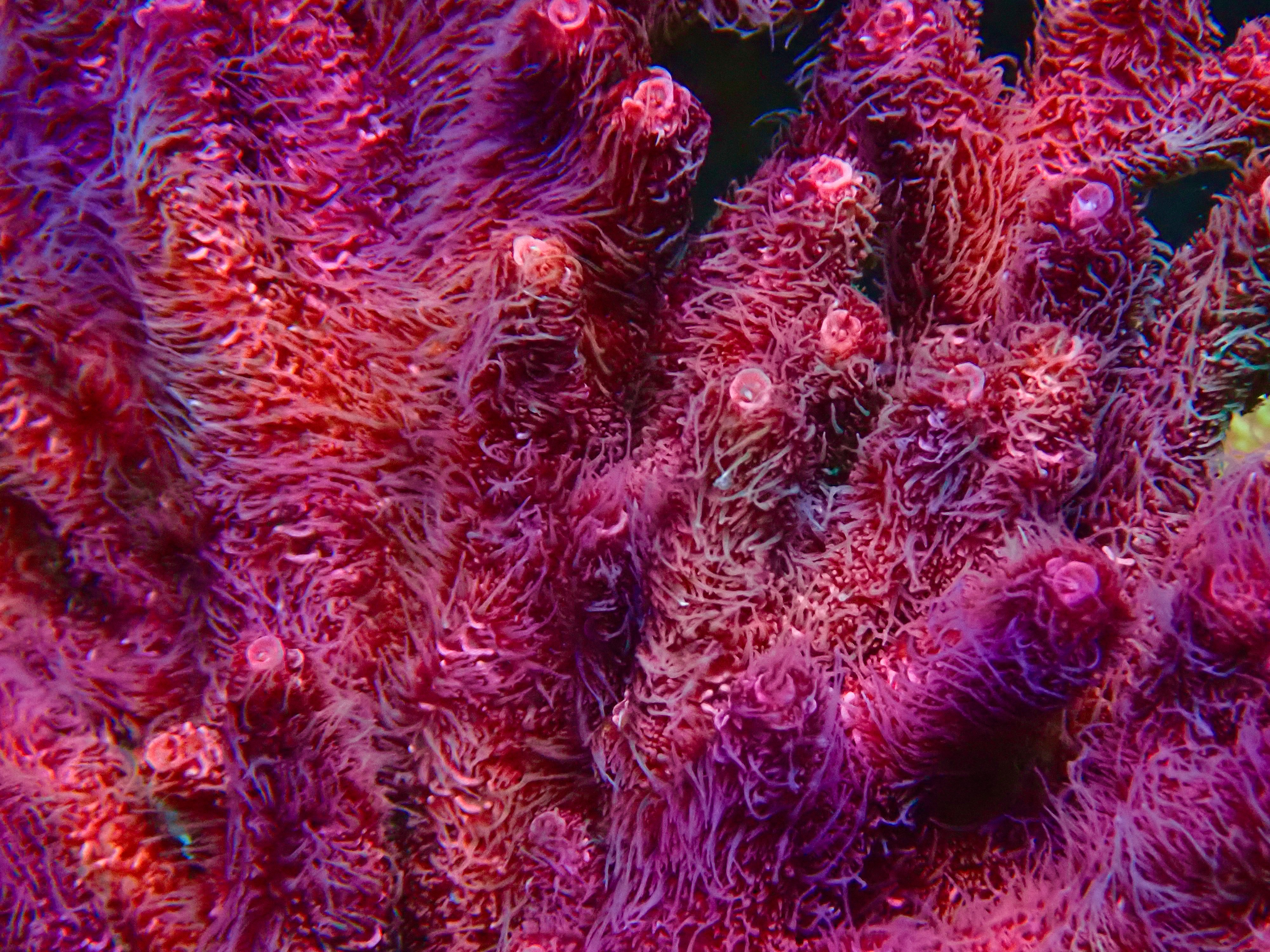 Acropora spp. OOL Red Fuzz