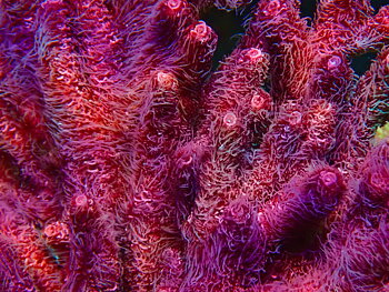 Acropora spp. OOL Red Fuzz