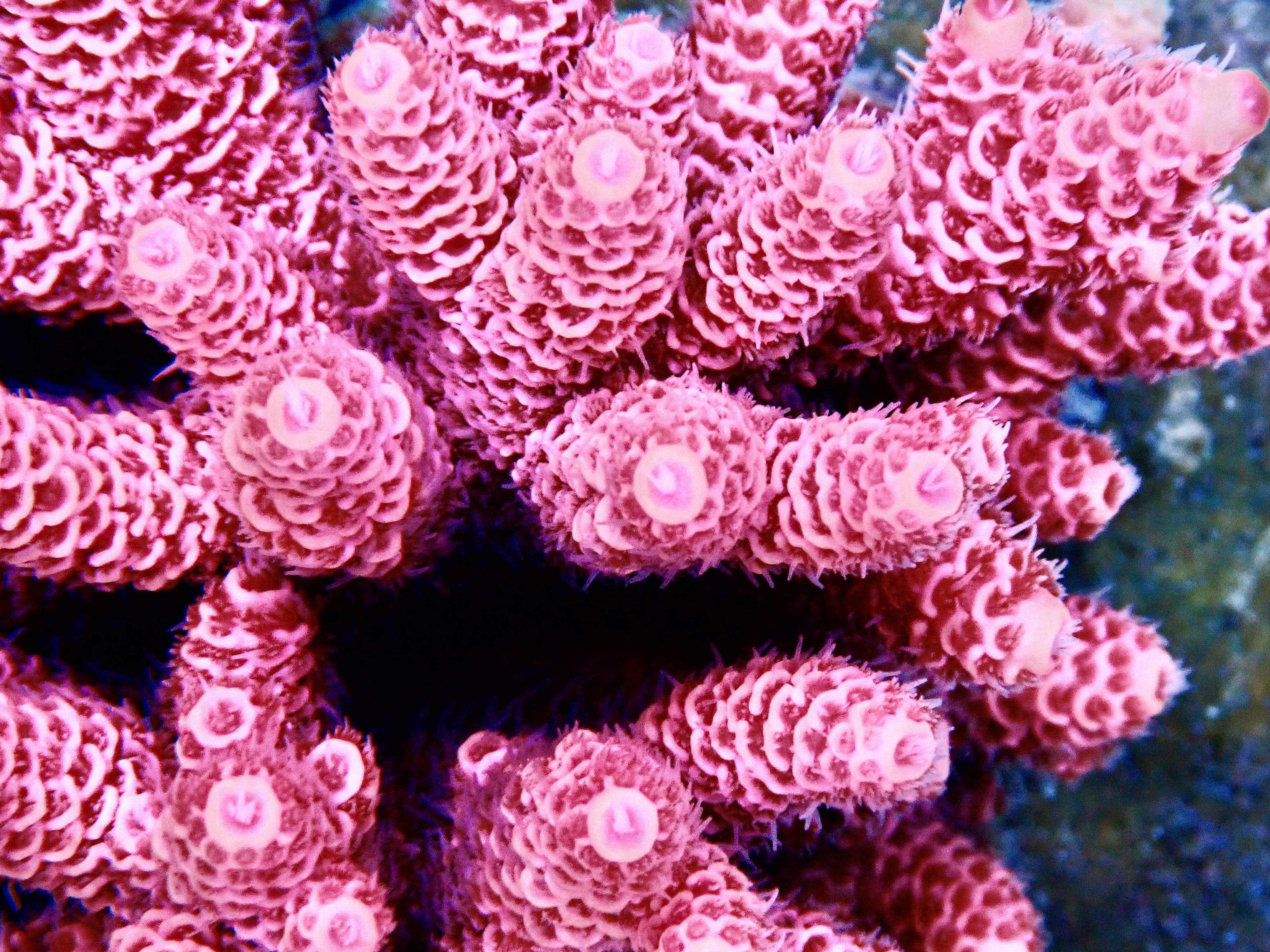 Acropora Millepora OOL Hot Pinky