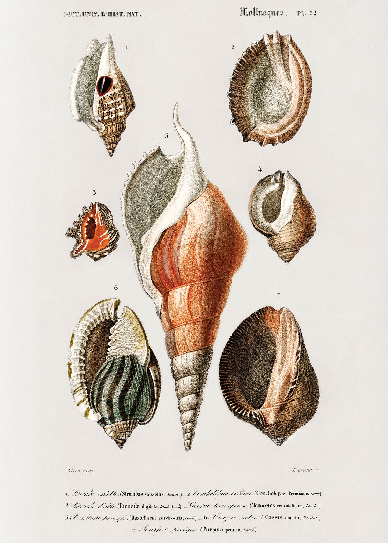 Seashells - Poster - 2