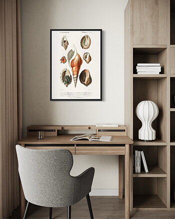 Seashells - Poster