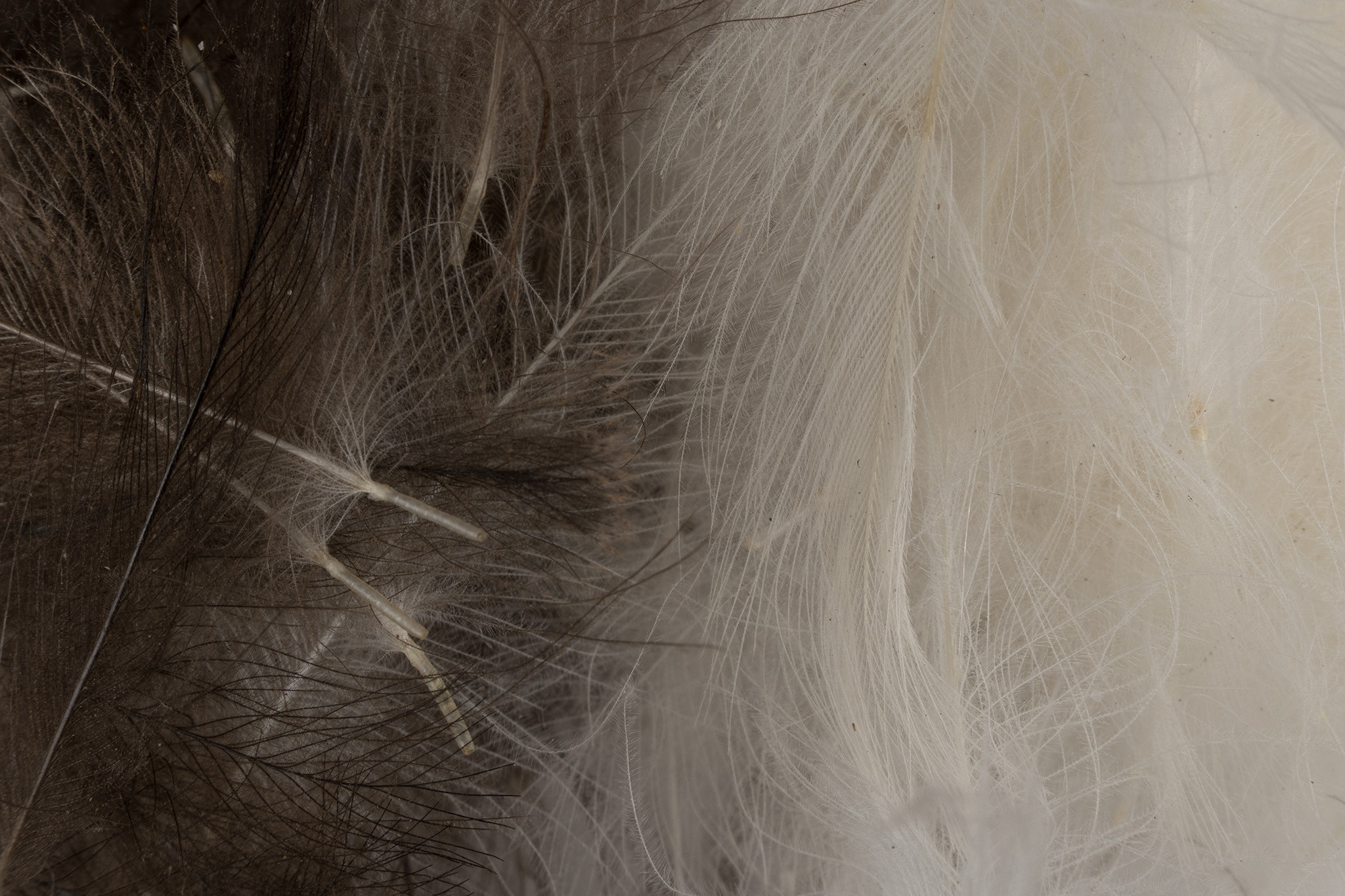 CDC Feathers - Futurefly