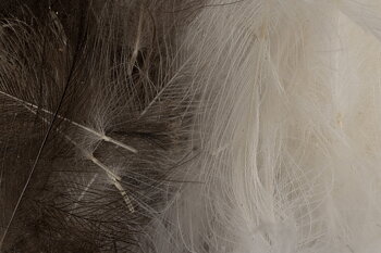 CDC Feathers - Futurefly