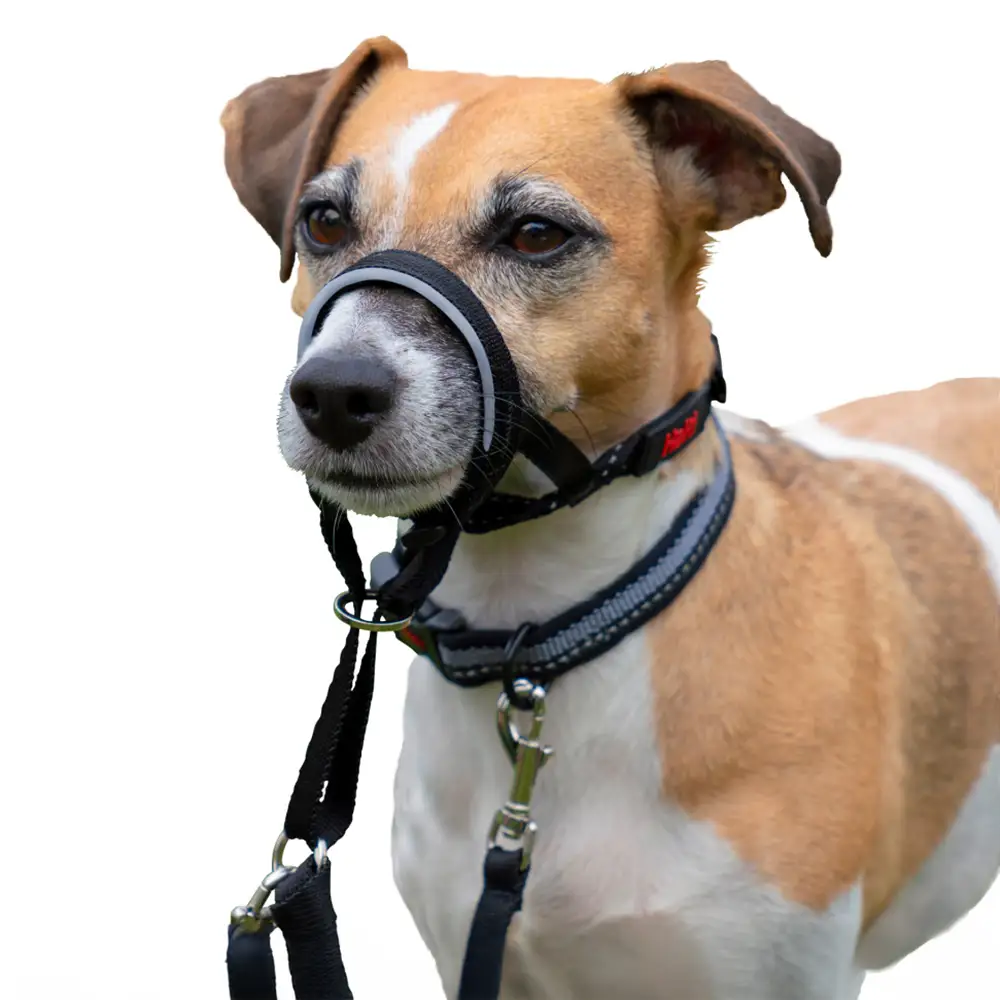 Halti headcollar huvudsele nosgrimma inte dra i kopplet