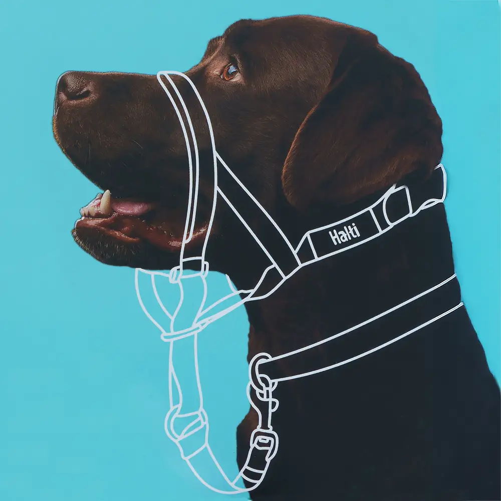 Antidrag sele nossele till hund Halti