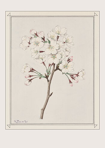 Tsunoi - Cherry Blossom - Poster
