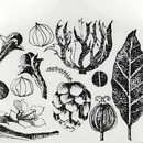 Esteri Tomula (Maustekuvio 1968) Spice Jar Paprika with Plant Decor 9 cm