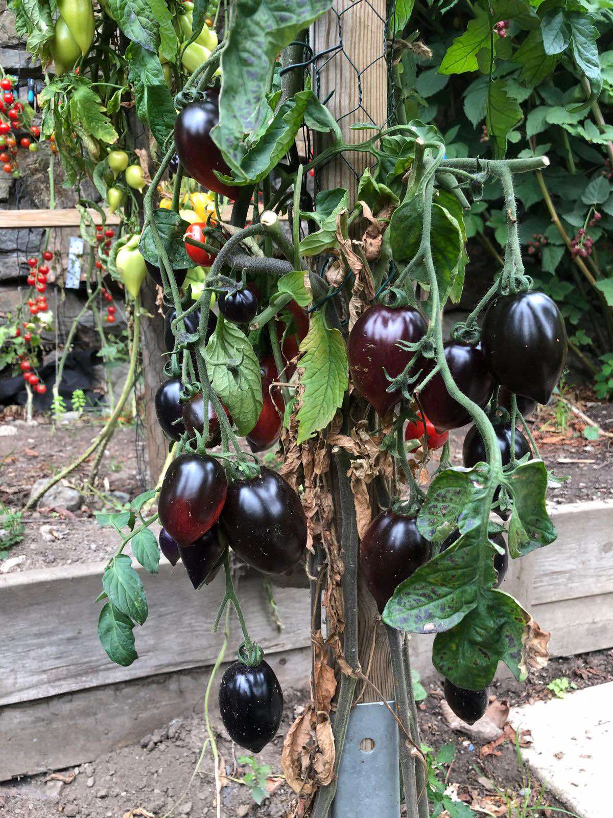 Tomatmannens Tomat Princess of Gothic  5  frö  Nyhet 2026!