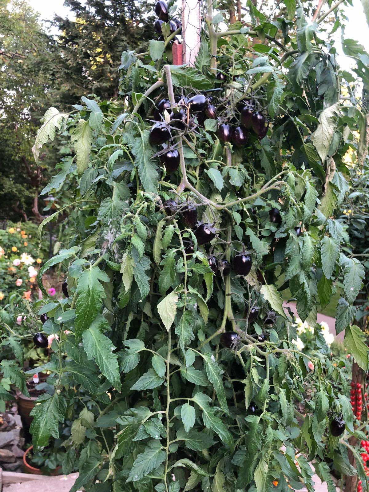 Tomatmannens Tomat Princess of Gothic  5  frö  Nyhet 2026! - 3