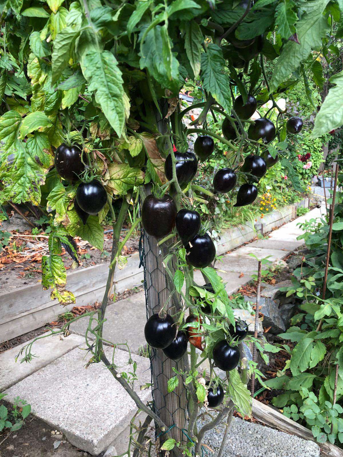 Tomatmannens Tomat Princess of Gothic  5  frö  Nyhet 2026! - 2