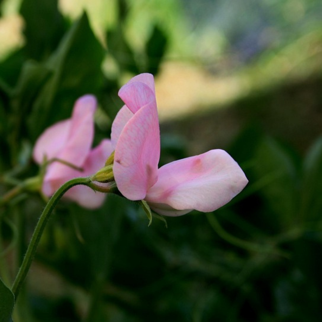 Luktärt - Old Spice Prima Donna