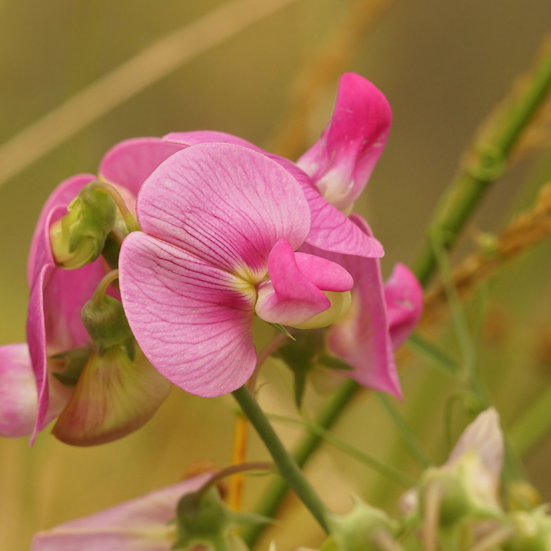Luktärt - Elegance Watermelon - Snittblomsodling