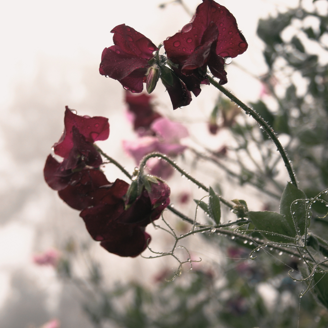 Luktärt - Spencer Midnight