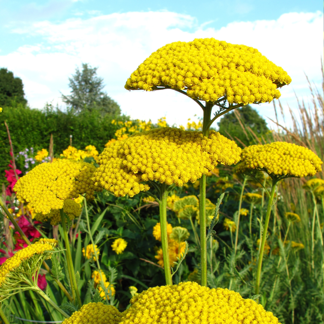 1064  Achillea filipendulina  Parkers Variety  I  Svenskt namn  :Praktröllika  I  Krukstorlek   : 11c  I  Höjd  :  120 cm  I  Blomningstid :  juni-aug