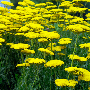 1065  Achillea filipendulina  Coronation Gold  I  Svenskt namn  :Praktröllika  I  Krukstorlek   : 11c  I  Höjd  :  80 cm  I  Blomningstid :  juni-aug