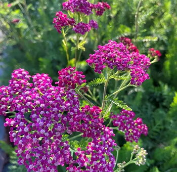 1079  Achillea millefolium  Cassis  I  Svenskt namn  :Röllika  I  Krukstorlek   : SQ1  I  Höjd  :  60 cm  I  Blomningstid :  juni-sept