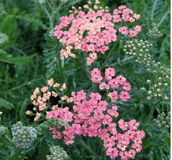1083  Achillea millefolium  Apfelblute  I  Svenskt namn  :Röllika  I  Krukstorlek   : SQ1  I  Höjd  :  60 cm  I  Blomningstid :  juni-sept