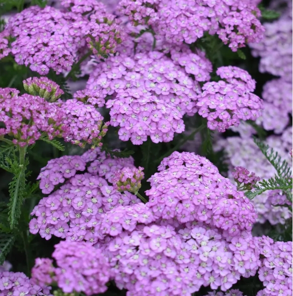 1081  Achillea millefolium  Lilac Beauty  I  Svenskt namn  :Röllika  I  Krukstorlek   : SQ1  I  Höjd  :  60 cm  I  Blomningstid :  juni-sept