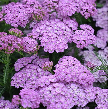 1081  Achillea millefolium  Lilac Beauty  I  Svenskt namn  :Röllika  I  Krukstorlek   : SQ1  I  Höjd  :  60 cm  I  Blomningstid :  juni-sept