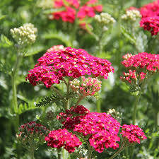 1085  Achillea millefolium  Paprika  I  Svenskt namn  :Röllika  I  Krukstorlek   : SQ1  I  Höjd  :  60 cm  I  Blomningstid :  juni-sept - 2