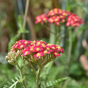 1085  Achillea millefolium  Paprika  I  Svenskt namn  :Röllika  I  Krukstorlek   : SQ1  I  Höjd  :  60 cm  I  Blomningstid :  juni-sept